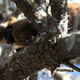 A male coastal marten in the Oregon Dunes wears a radio collar attached by researchers